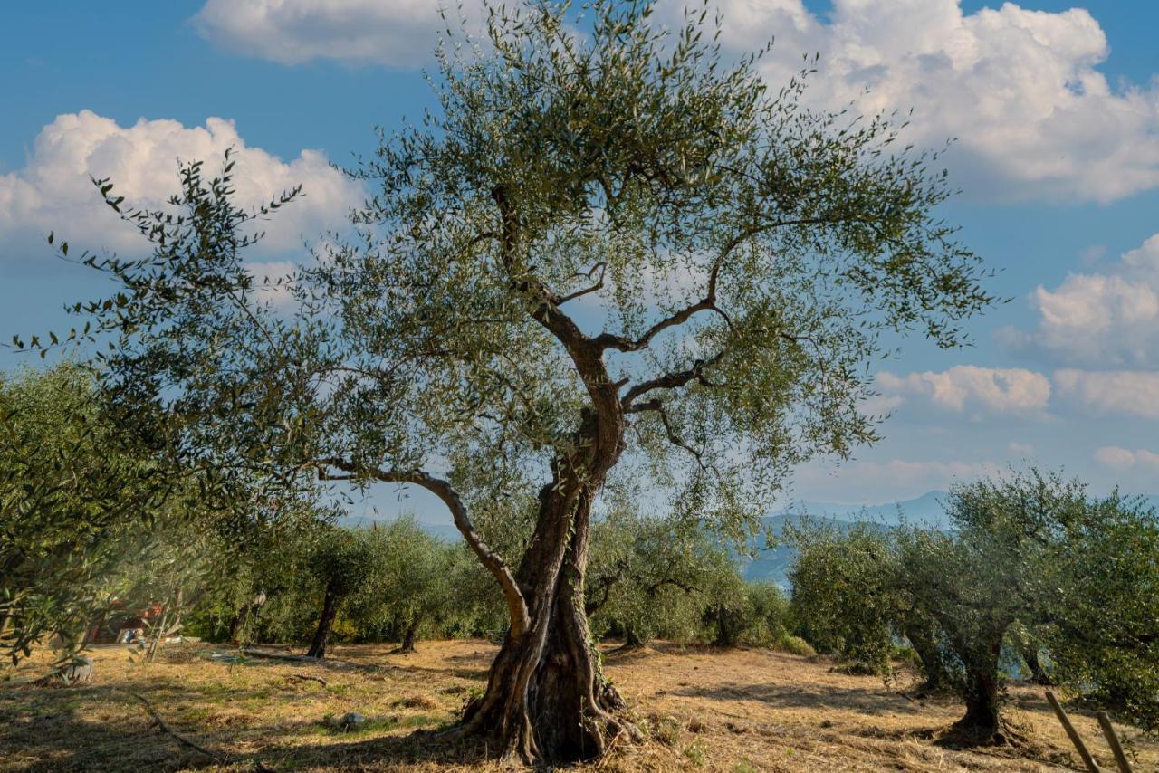 Casetta Maduneta Immersa In Un Oliveto Dolceacqua Kültér fotó